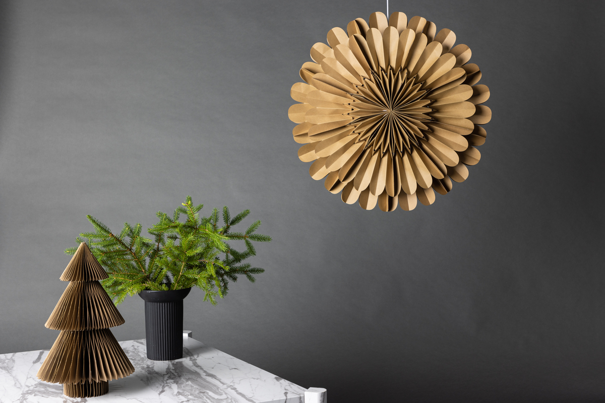 Stella dell'Avvento 'Mora' - Marrone