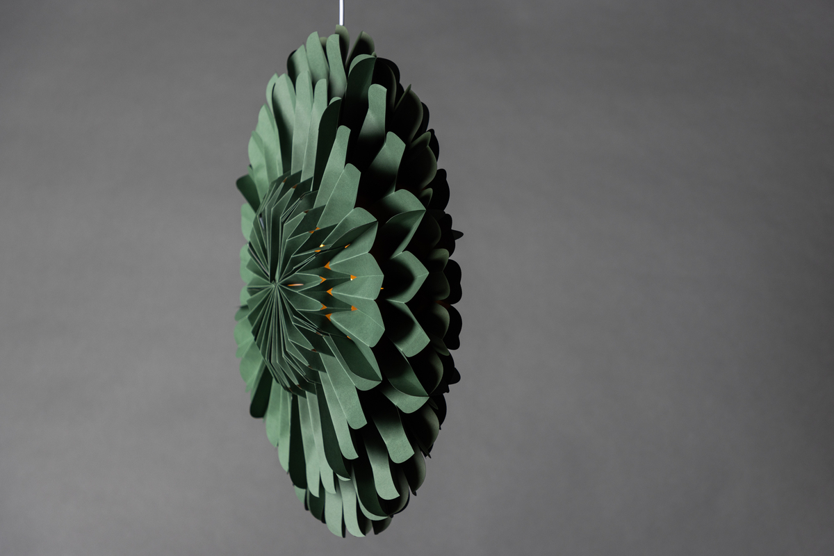 Stella dell'Avvento 'Mora' - Verde