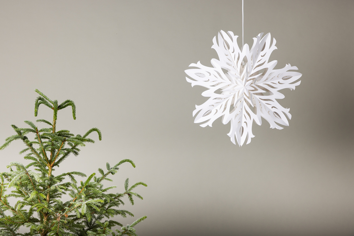 Stella dell'Avvento 'Kungälv' - Bianco